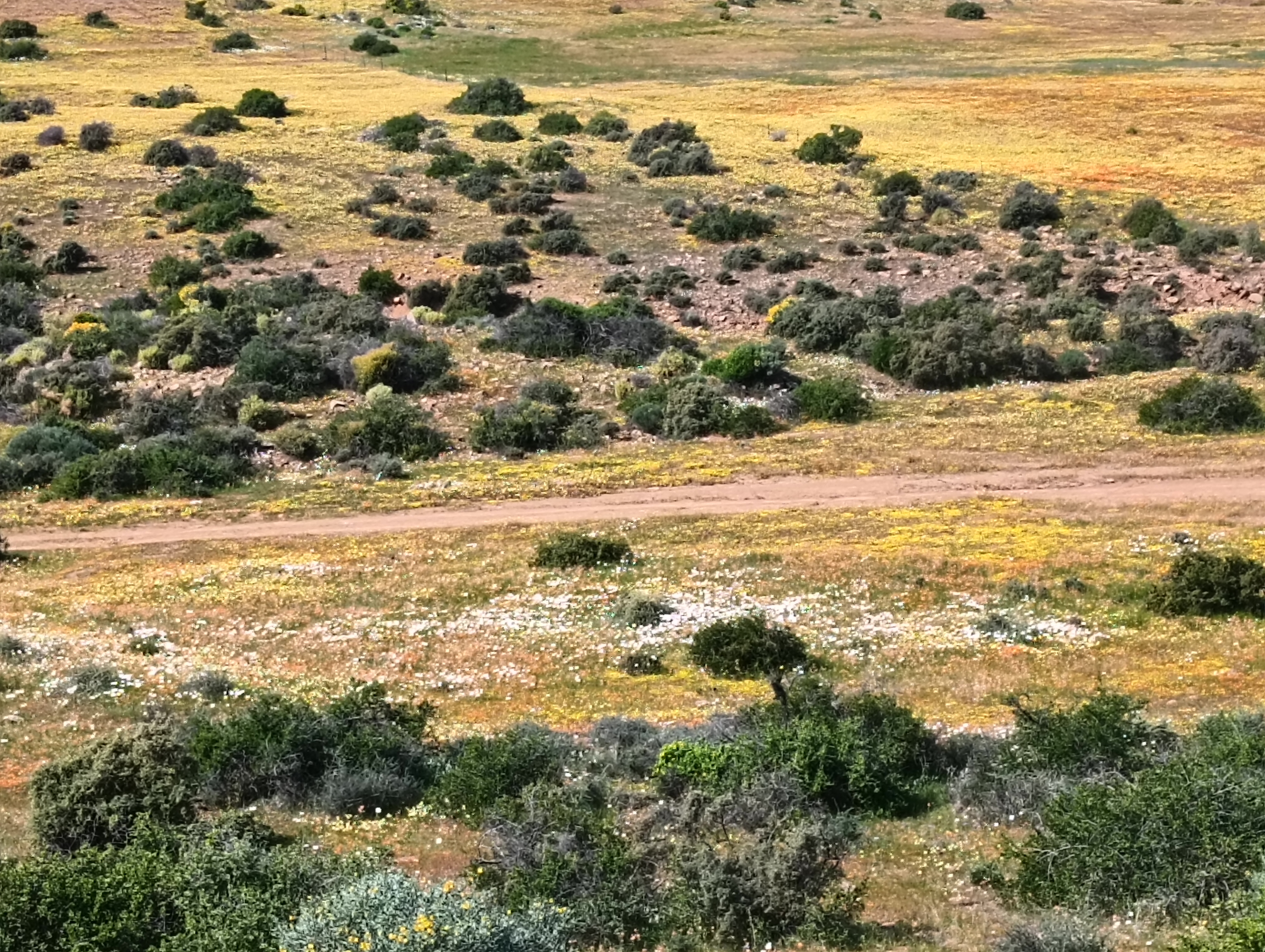 Fields of flowers in the Bideau Valley